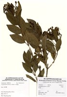 藏品(苦林盤(白花苦林盤))的圖片